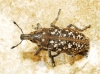 Leucomigus tesselatus (Fairmaire, 1849)