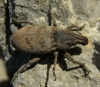 Leucophyes sp. Leucophyes sp.
