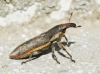 Lixus sp. Lixus sp.