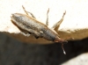 Lixus sp. Lixus sp.