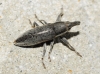 Lixus sp. Lixus sp.