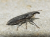 Lixus sp. Lixus sp.