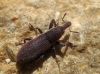 Lixus sp. Lixus sp.