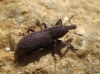 Lixus sp. Lixus sp.