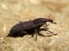 Lixus sp. Lixus sp.