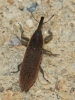 Lixus sp. Lixus sp.