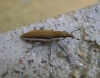Lixus ochraceus? Lixus ochraceus?