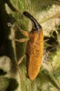 Lixus pulverulentus Lixus pulverulentus