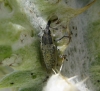 Lixus sp. Lixus sp.