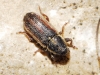 Mecinus ? Mecinus ?