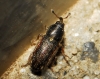 Mecinus circulatus? Mecinus circulatus?