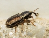 Mecinus circulatus? Mecinus circulatus?