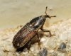 Mecinus circulatus? Mecinus circulatus?