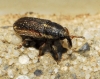 Mecinus circulatus? Mecinus circulatus?