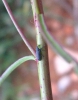 Mesites sp. Mesites sp.