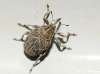 Mogulones sp. Mogulones sp.