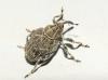 Mogulones sp. Mogulones sp.