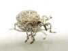 Mogulones sp. Mogulones sp.