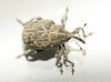 Mogulones sp. Mogulones sp.