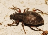 Otiorhynchus sp. Otiorhynchus sp.