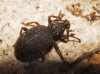 Otiorhynchus sp. Otiorhynchus sp.