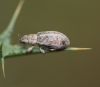 Pachyrhinus sp. Pachyrhinus sp.