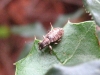Pachyrhinus? Pachyrhinus?