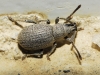 Peritelini gn. sp. Peritelini gn. sp.