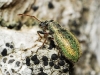 Phyllobius sp. Phyllobius sp.