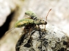 Phyllobius sp. Phyllobius sp.