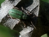 Phyllobius sp.? Phyllobius sp.?
