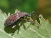 Phyllobius sp. Phyllobius sp.