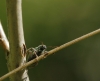 Phyllobius sp. Phyllobius sp.