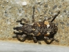 Pissodes validirostris (C.R. Sahlberg, 1834)