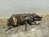 Pissodes validirostris (C.R. Sahlberg, 1834)