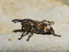Pissodes validirostris (C.R. Sahlberg, 1834)