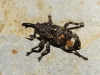 Pissodes validirostris (C.R. Sahlberg, 1834)