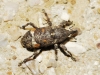 Pissodes validirostris (C.R. Sahlberg, 1834)