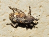 Pissodes validirostris (C.R. Sahlberg, 1834)