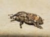 Pissodes validirostris (C.R. Sahlberg, 1834)