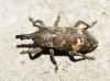 Pissodes validirostris (C.R. Sahlberg, 1834)