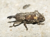 Pissodes validirostris (C.R. Sahlberg, 1834)