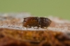 Pityogenes calcaratus Pityogenes calcaratus