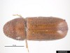 Pityophthorus buyssoni Pityophthorus buyssoni