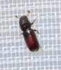 Pityophthorus lichtensteinii (Ratzeburg, 1837)