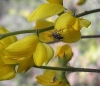 Pleurodirus fairmairii Pleurodirus fairmairii