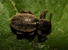 Pleurodirus fairmairii Pleurodirus fairmairii