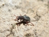 Pleurodirus fairmairii Pleurodirus fairmairii