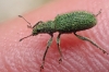 Polydrusus formosus? Polydrusus formosus?