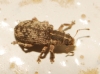 Polydrusus setifrons Polydrusus setifrons